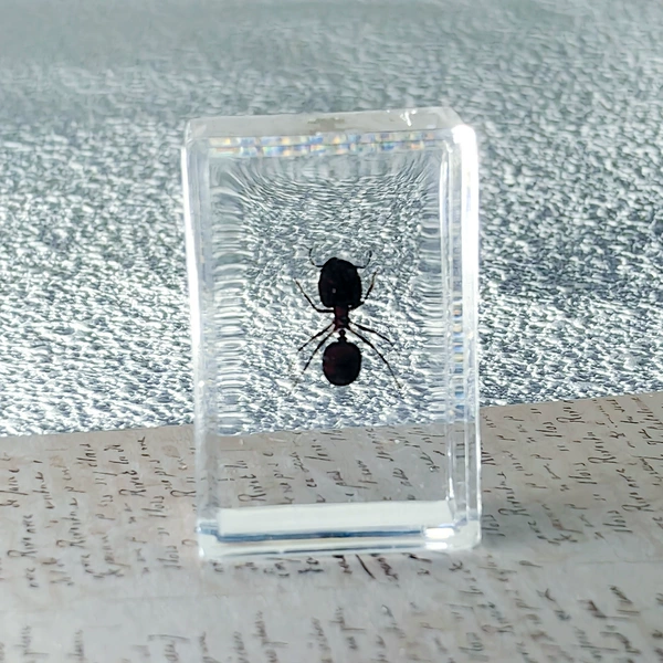 Ant