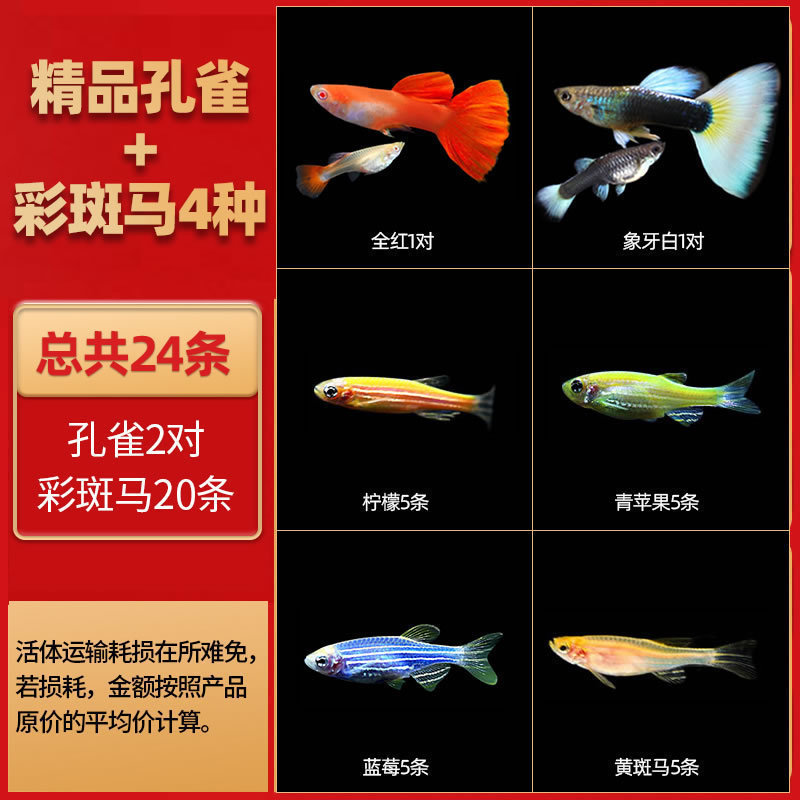 孔雀鱼热带鱼小型活体观赏鱼凤尾鱼冷水好养耐活耐养金鱼斑马活鱼|undefined