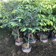 ���ں��ϳ�����罵������S��������z�ľ���F��ľ�G��ֲ����