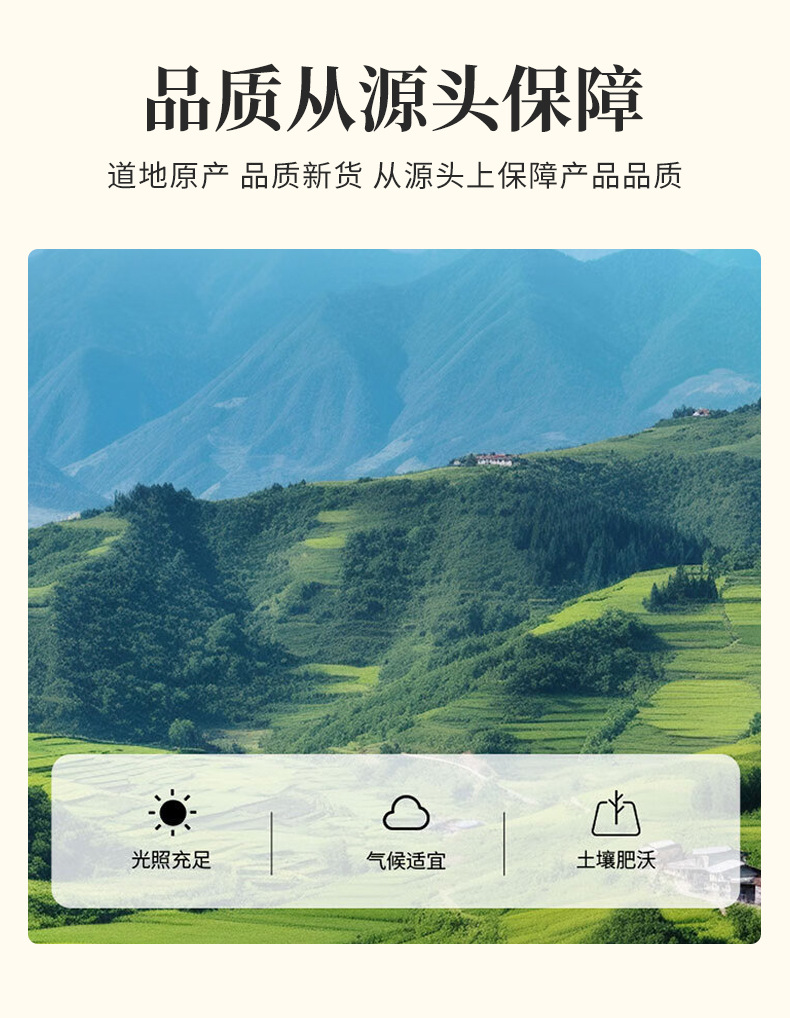 Gan Huang Cao Herb (Penthorum chinense) — Dried Food-Herb Tea, 500g Bulk Loose Leaf in use