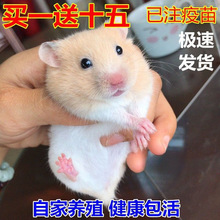 包邮小宠物仓鼠宝宝金丝熊活体宝宝布丁紫仓奶茶眼圈熊粮食笼子
