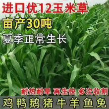 �M��ī�������ײݷN�у�12��~���ײ��i��ţ�~���Bֳ���Ѹ߮a����