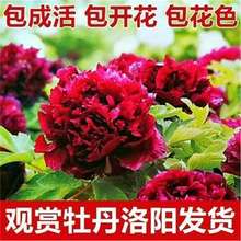 ĵ���������Դ���������ڎ�����ĵ�����N�p֦�ذ껨��ĵ��������