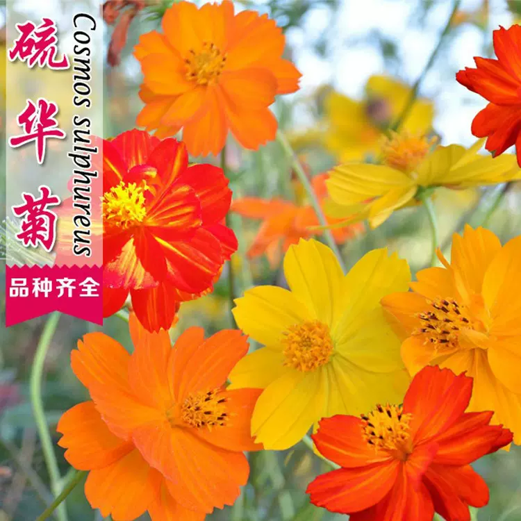 硫华菊种子硫化菊耐旱植物种子景观绿化花海四季种易活菊花卉种子