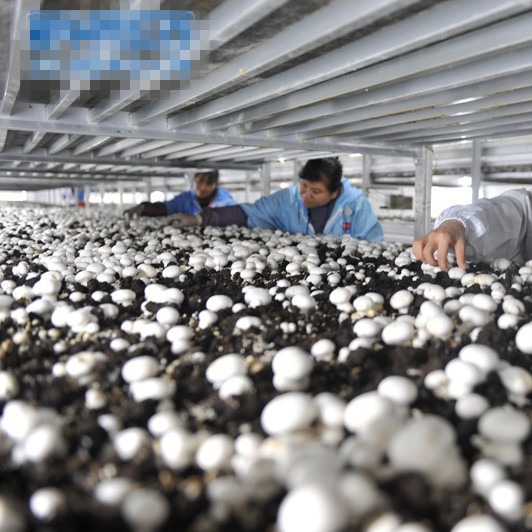 江苏供应高强度轻量化双孢菇铝合金种植架 采菇车 装卸方便