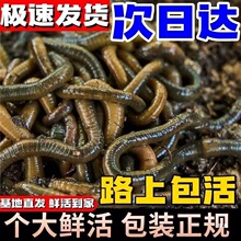 �������w��������S�X�~�D�r�������D�ش�̖�������~�~�D