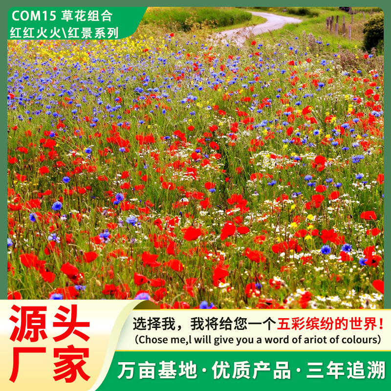 批发生态修复野花组合花卉种子四季开花系列花籽景观绿化花种子