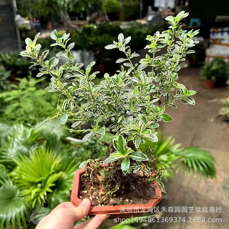 Золотой край, корень снега июня, старый сучок, основание бонсай, прямая доставка, горшечное растение для гостиной, балкона, вечнозеленое и цветущее белое в любое время года.