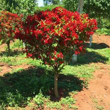 红王子锦带苗高杆锦带树庭院耐寒风景树绿篱花卉盆栽五彩锦带树苗