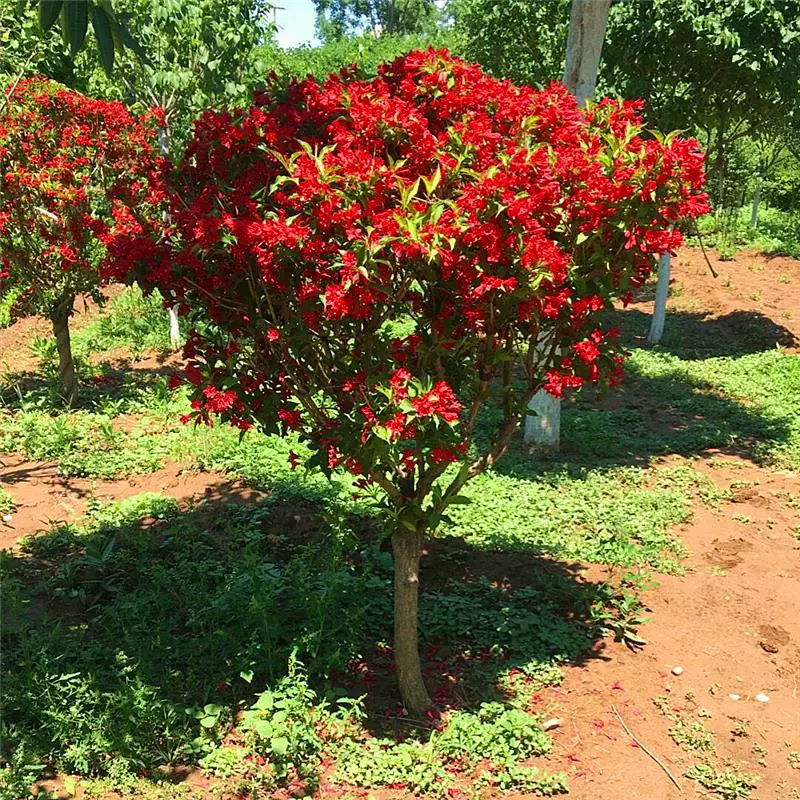 Саженцы красной вейгелы принца, высокие деревья вейгелы, морозостойкие ландшафтные деревья во дворе, живые изгороди, цветы в горшках, красочные саженцы вейгелы