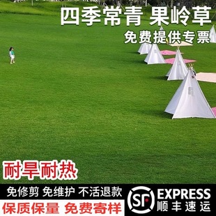 Imported Green Grass Seeds, Lawn Seeds, High-End Dwarf Grass Seeds, Four-Season Green and Cold-Resistant Courtyard Engineering Greening Grass Seeds