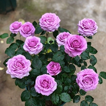 �¼����玧���������^���Gֲ���҃���ͥԺ�̨����õ�����l