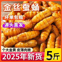 金丝蚕蛹鲜活新鲜冷冻5斤山东特产黄金蝉蛹油炸小桑蚕蛹商用烧烤