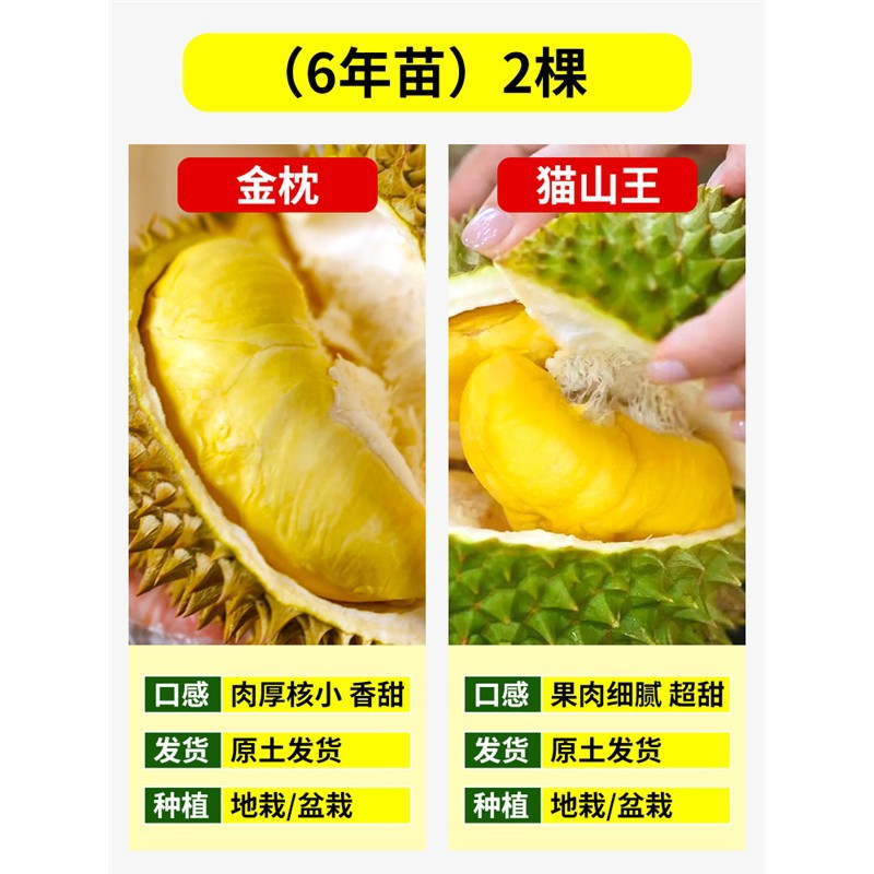 [핫셀링 아이템] 골든피로우 두리안 6년생 모종 + 마오산킹 6년생 모종 (총 2그루) + 81cm(포함)-110cm(포함)