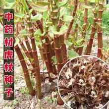 虎杖种子当新采虎杖种子名贵中药材种子虎杖净种子 野生虎杖种子