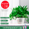 Green Potted Planting Room New House Houses absorb formaldehyde purifying air hydraulic green plant flowers, long vine green dill