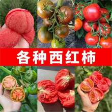 ���羳��؛�����l��ݮ���ѷN�ӳ�������|���FƤ���ӷN���̨��