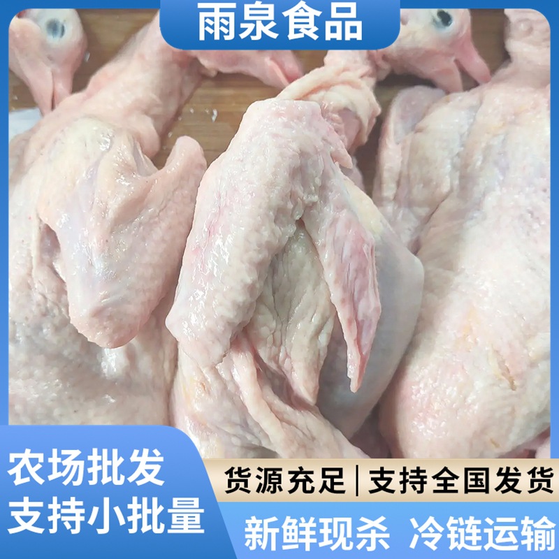 新鲜鸽子批发 乳鸽新鲜现杀冰鲜乳鸽餐饮供应烤乳鸽酒店供应