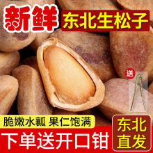 原味生松子未加工东北大松子生大颗粒批发新鲜松鼠野生吃