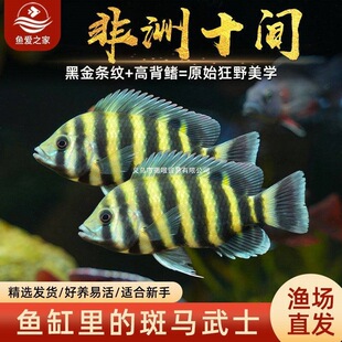 ʮ�g�~���޻��~�Ꭷ�^�p�~���w�~���͵�ˮ�~���������O��ֱ�l���]