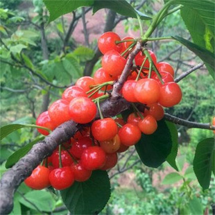 ���Ҙ��m����Y�������ͺ������t�����Ҙ��������Ϸ��ش�޽Ә���