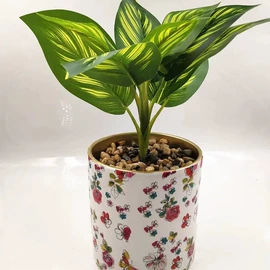 仙人掌及多肉;剥蒜器蒜泥器;装饰花瓶