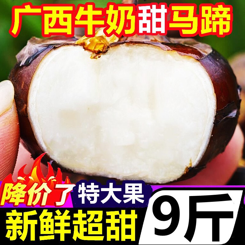 广西新鲜牛奶大马蹄果脆甜本地珍珠当季蔬菜即食水果无为荸荠大果