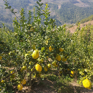 �����㙴���� ���ݘ���e��ͥԺ�G���ĵ���ه���� ��A��N���㙴