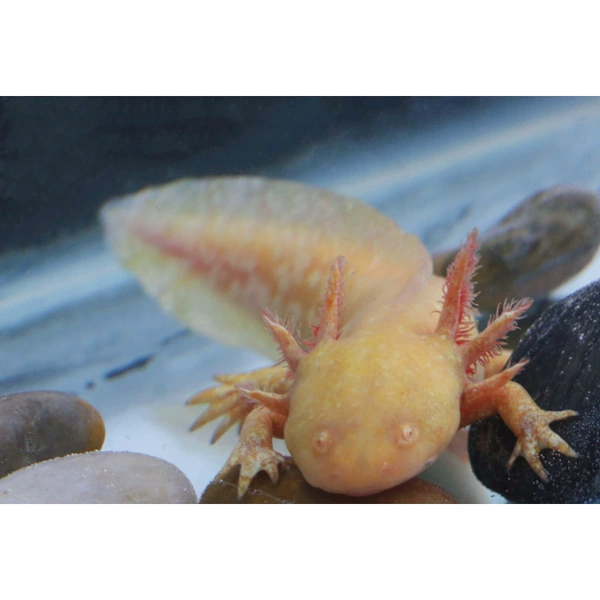 4-7cm golden dragon 1 free tweezers feed water purifier