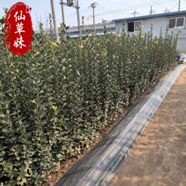 宿根花卉;一二年生花卉;灌木
