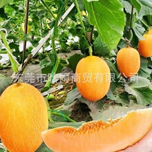 �½����ܹ���ϷN�����S���SƤ�ۼt����۹ϷN�ѾW�y����ˮ���N��