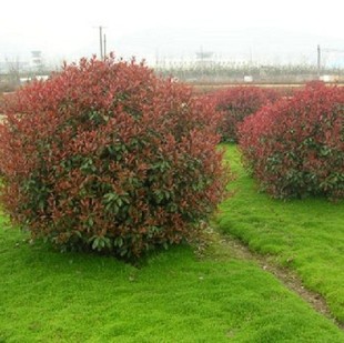 ͥԺ�е��G����t�~ʯ���������l��Ҏ��������r�����G��ľ