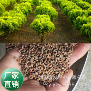 ���l�G����ľ�ɰؘ�N�ӰؿƂȰ��^�p�ؘ�N�� �@�־G����ɫ��N