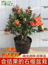 石榴花盆栽观赏果树苗室内盆景四季开花植物室外庭院阳台绿植花卉