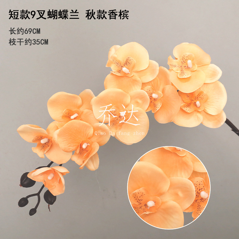 Short 9-prong phalaenopsis autumn champagne color