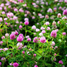 红三叶草种子白三叶草种籽子车轴草籽四季青草坪牧草种子绿肥耐荫