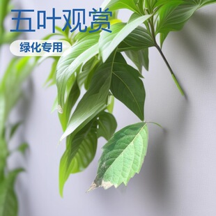 2026���������������~ ���~���\ ���~���\�� ���w���oƷ�N�a��