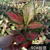 The base is directly supplying ribs of ribs, Geese, Ruyi Ruyi Chinese Red Potted Desktop Purifying Air Green Plant Plants