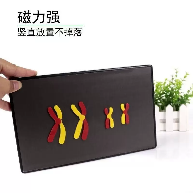 减数分裂中染色体变化模型组件磁吸式磁贴高中生物实验器材教学仪