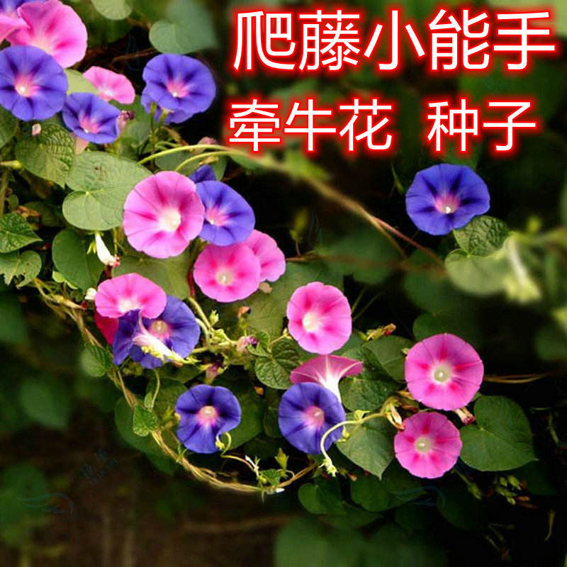 【爬藤牵牛种子】大牵牛花种子室外爬藤喇叭花庭院开花不断其他