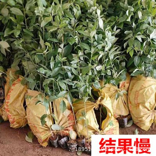 �V���_�RƷ�N�߮a�˽���޽����ٿh�������ڰ˽ǘ��籭�簫���|�s