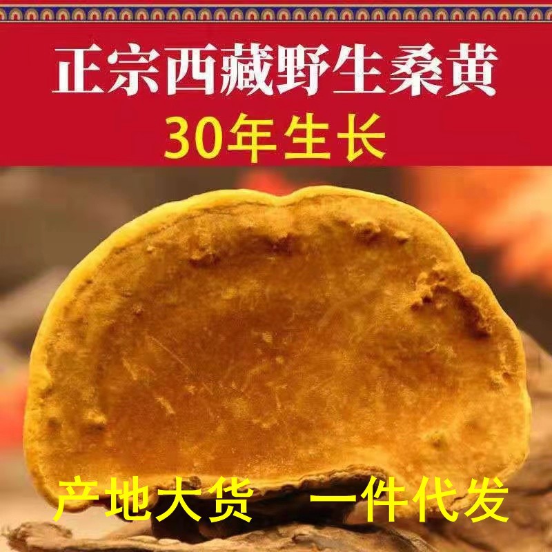 桑黄中药材批发 西藏野生桑树桑黄30年桑黄 天然桑黄泡酒一件代发