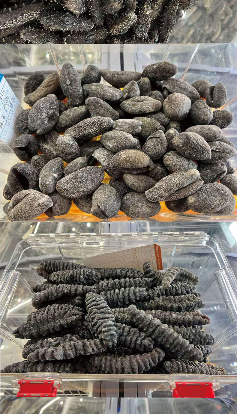 Dalian Lightly Dried Sea Cucumber Gift Box 50g Premium Liao Sea Cucumber Dried Seafood in use