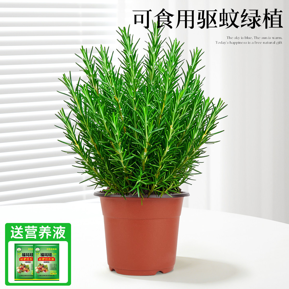 With simple planting pot