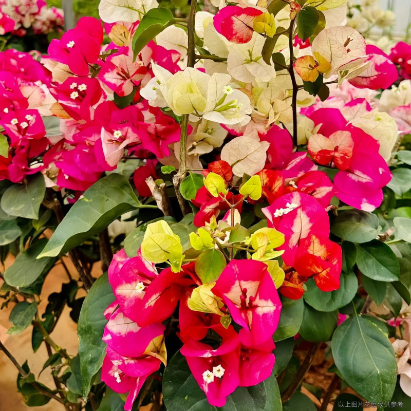 클래식 스타일(인도 화보)