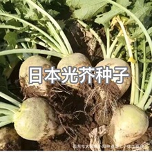 �ձ����N�Ӿ��x���^�ˈA�^������������ե�˷N��