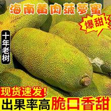 海南三亚黄肉菠萝蜜当季特产新鲜水果40斤一整个木波罗蜜包邮红