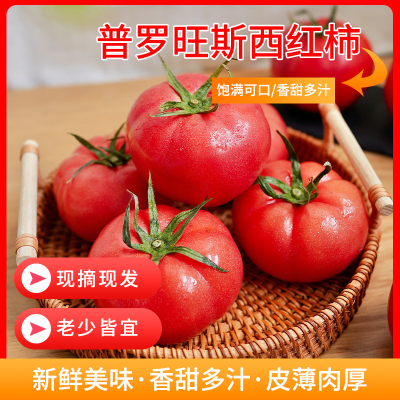 正宗海阳自然熟沙瓤西红柿10斤普罗旺斯现摘新鲜水果蔬菜番茄
