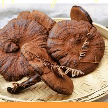 广西大瑶山野生灵芝批发灵芝整枝仿野生煲汤泡茶泡酒批发包