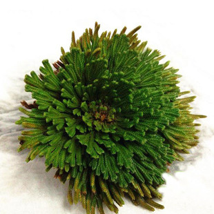 ���ؾ���߀��ݼ�ɽ�M����ˮʯ�������滨��ֲ��΢���辰�����m��